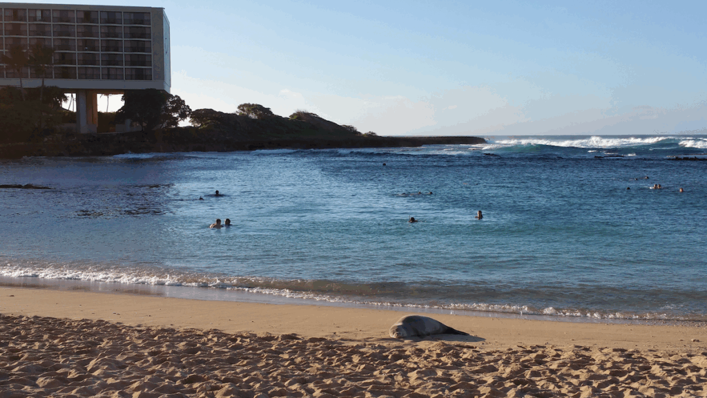 A seal sleeps on the rustic beach while resort guests swim in the Pacific surf off the north coast of Hawaii.
