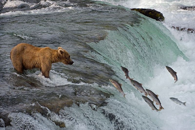 Katmai National Park's Brooks Falls