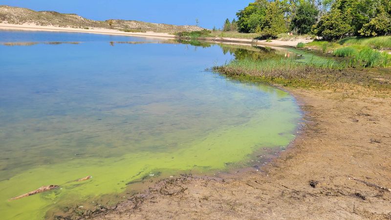 Sleeping Bear Dunes' Algae-Choked Shores
