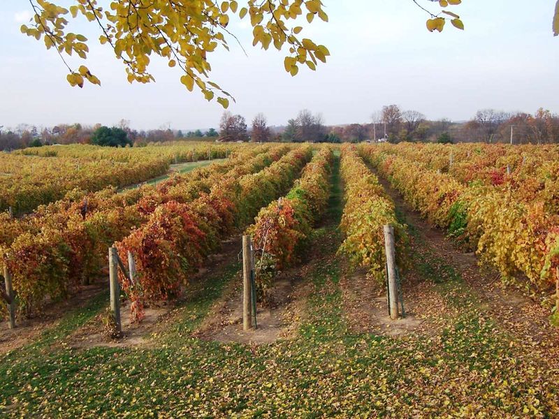 Shawnee Hills Wine Trail Drive