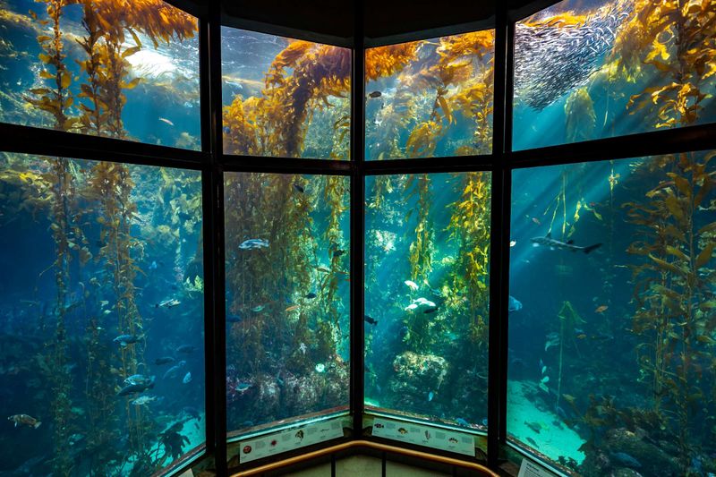 Monterey Bay Aquarium