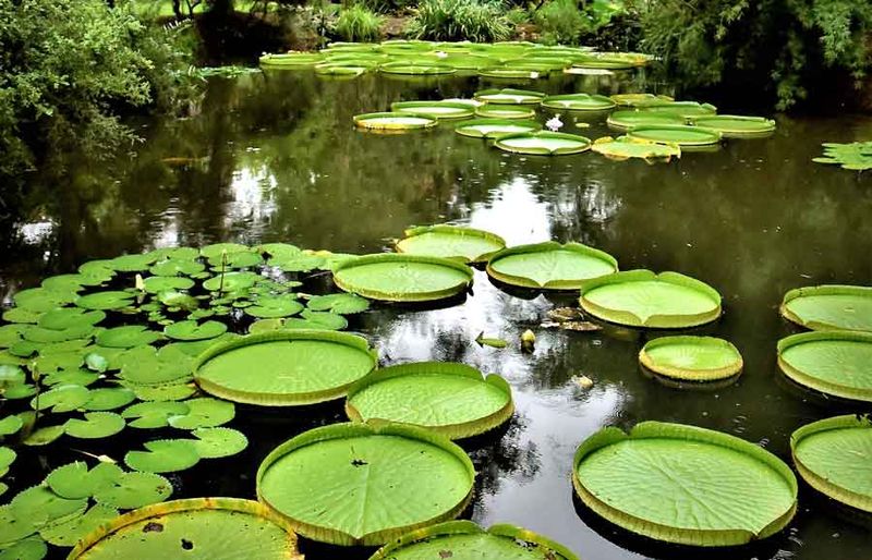 Kanapaha Botanical Gardens (Gainesville)