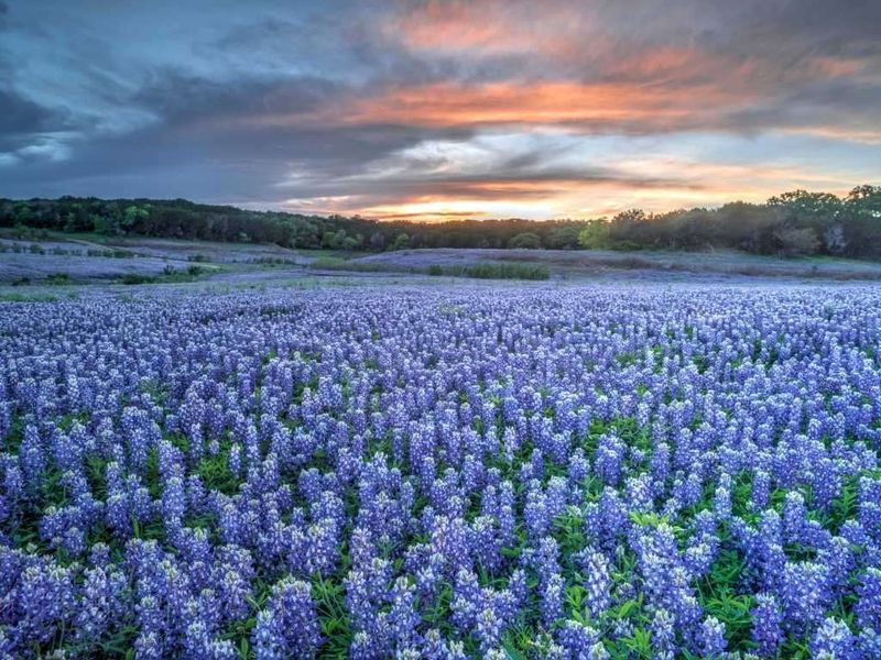 Texas Bluebonnet (Lupinus texensis)