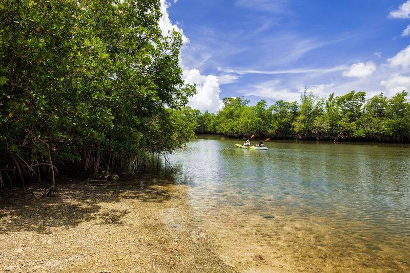 Nature Encounters: Wild Mangroves vs. Urban Parks
