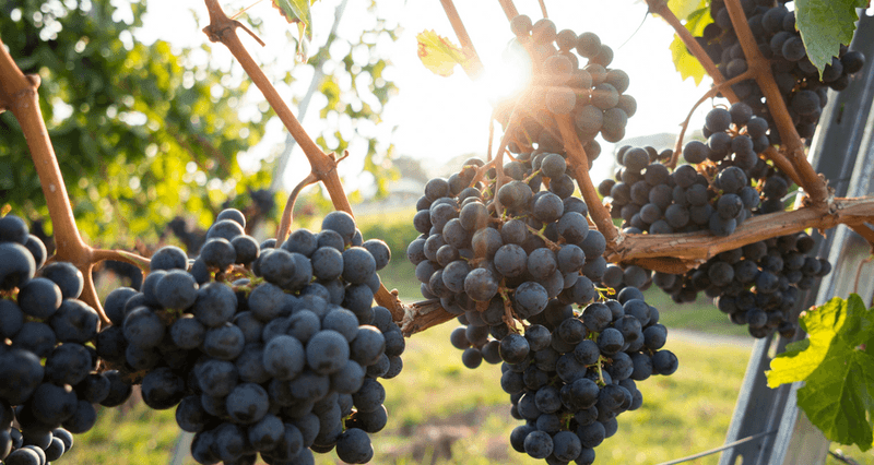 Surprising Pinot Noir Success in Cool Climate