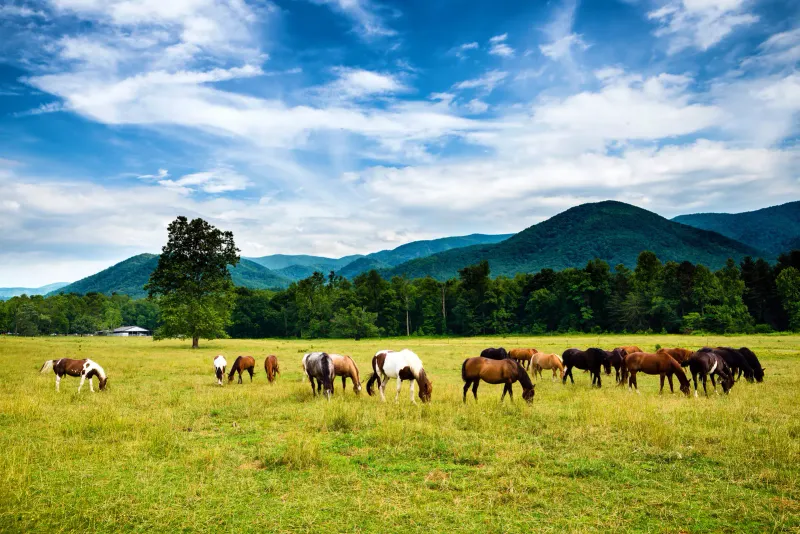 Cades Cove for Mountain Scenery From a Loop Road
