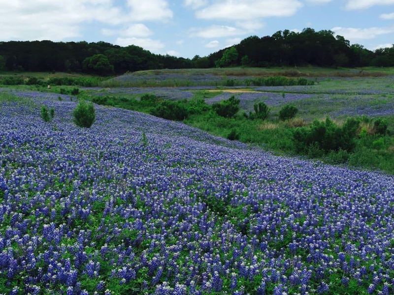 Hill Country Wineries and Wildflower Trails
