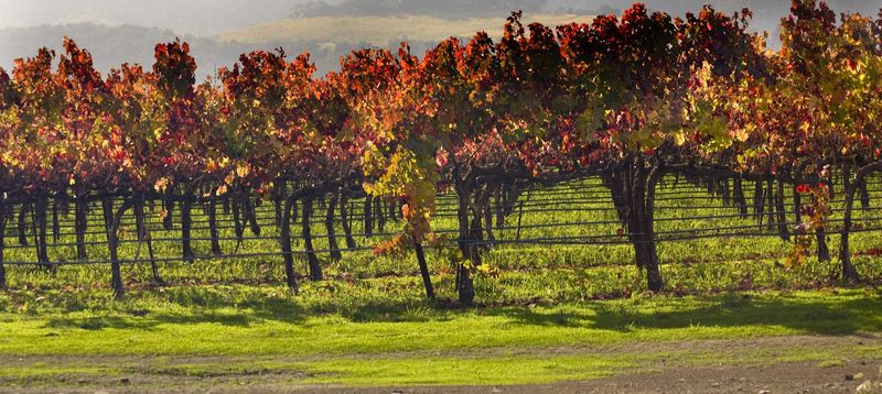 Sanguis Wine: Edgy, Artistic Tasting in Santa Barbara