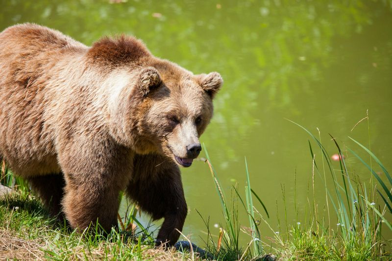 Grizzly and Wolf Discovery Center