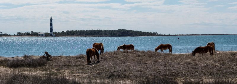 Harkers Island and Shackleford Banks Views