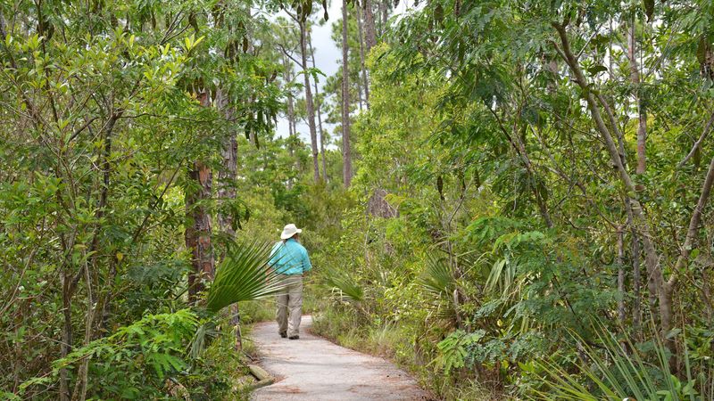 Pinelands Trail: A Step Back in Time