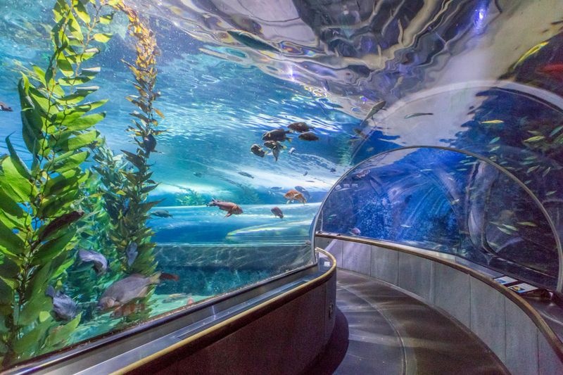 San Francisco Aquarium of the Bay
