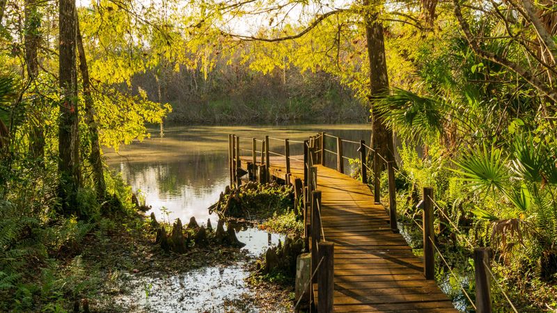 Fakahatchee Strand: The Ghost Orchid Forest