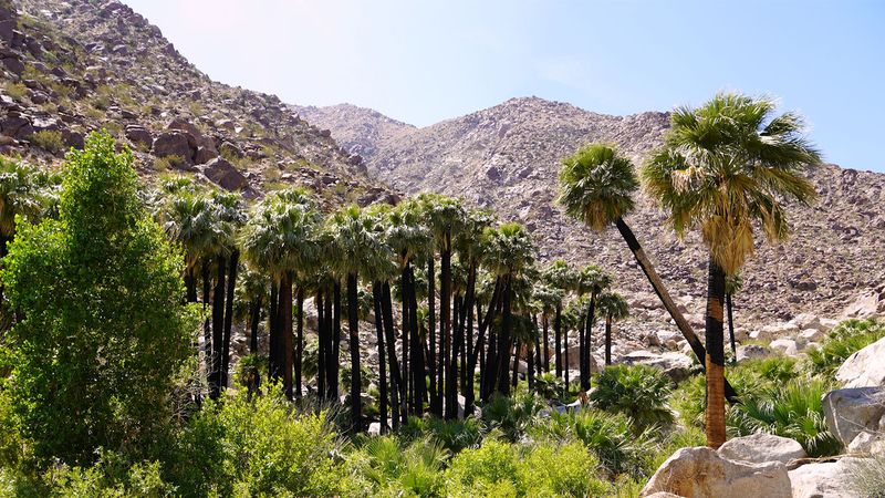 Borrego Palm Canyon Trail, Anza-Borrego Desert State Park