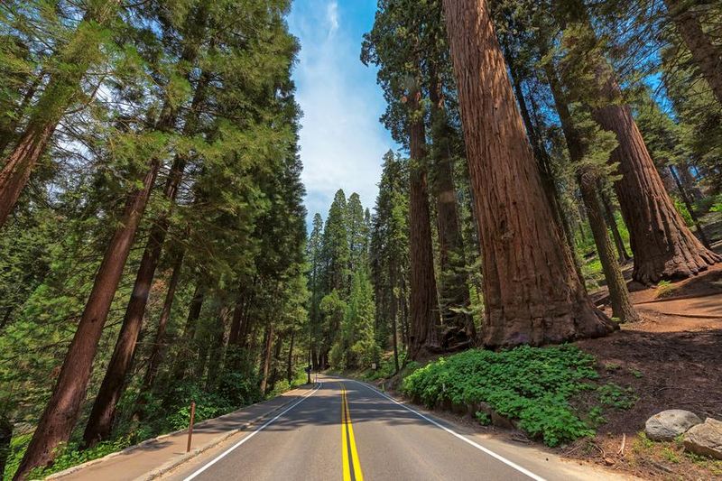 Avenue of the Giants