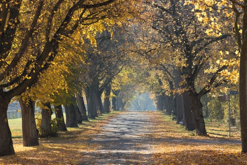 The Morton Arboretum