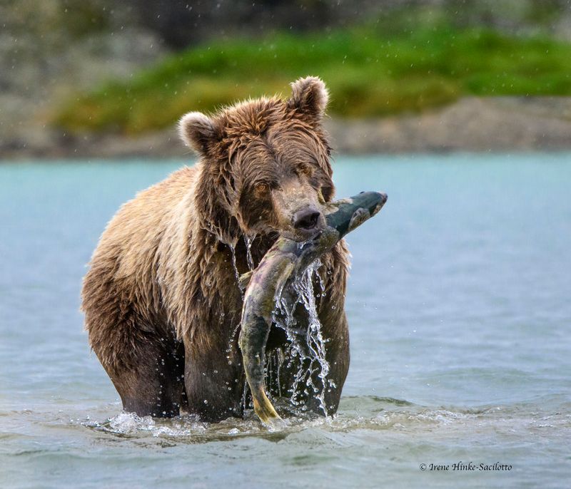 McNeil River State Game Sanctuary