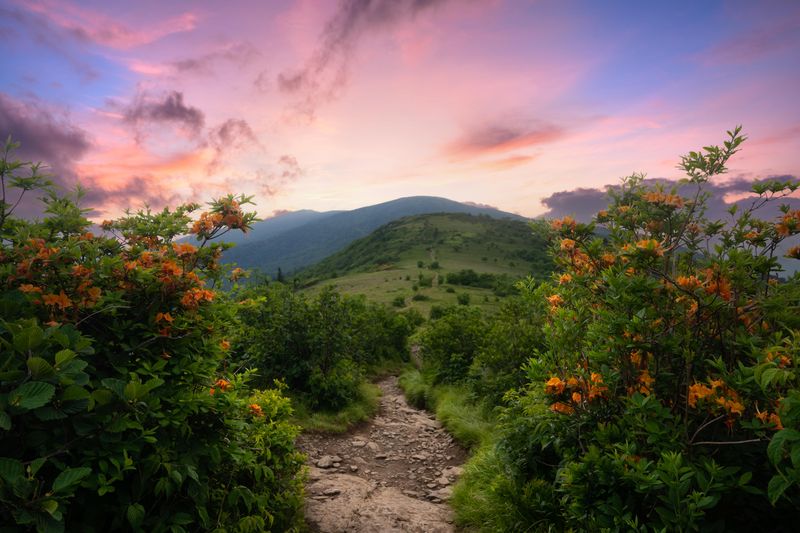 Roan Mountain with Scenic Balds and Wildflowers