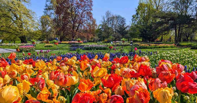 Albany Tulip Festival Traditions