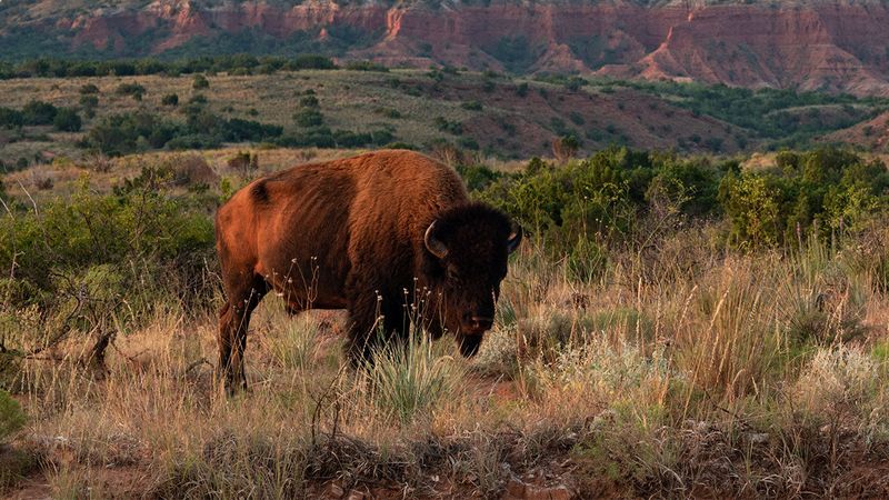 Lubbock to Caprock Canyons State Park