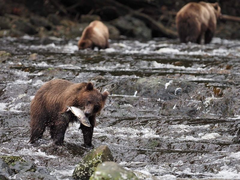 Pack Creek Bear Viewing Area