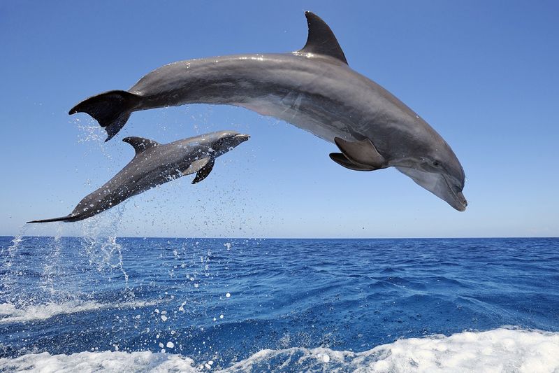 Wild Dolphin Excursions in Marco Island