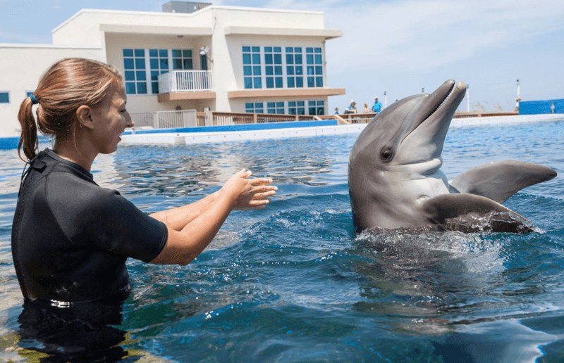 Marineland Dolphin Adventure near St. Augustine
