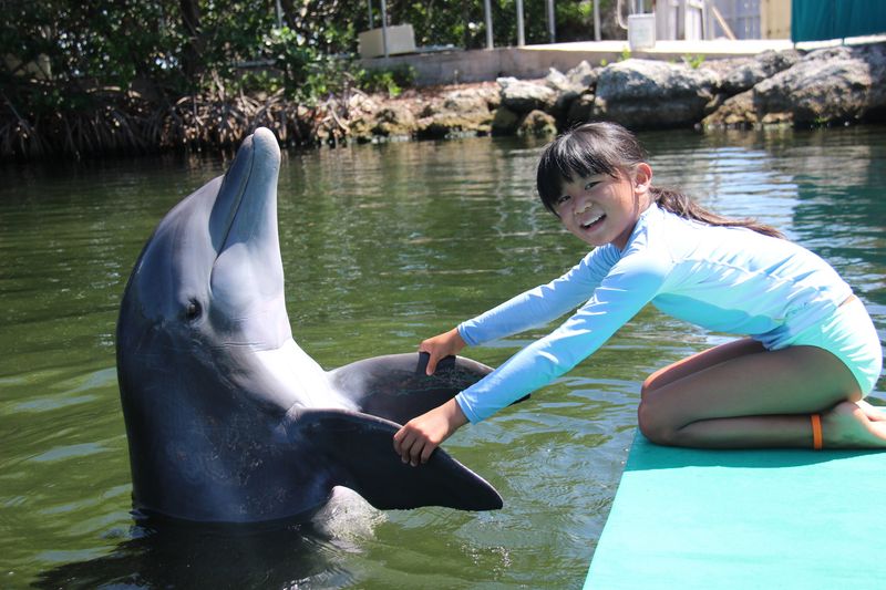 Dolphin Plus Marine Mammal Responder in Key Largo