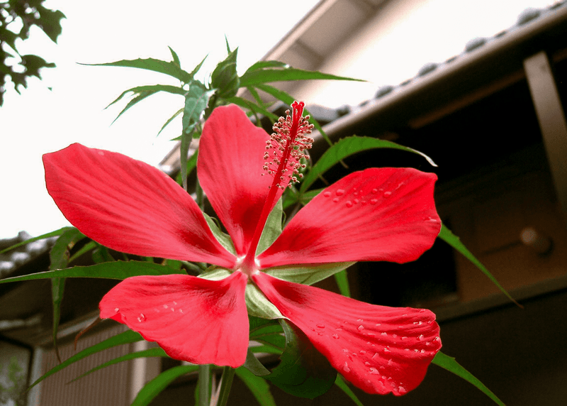 Texas Star Hibiscus (Hibiscus coccineus)