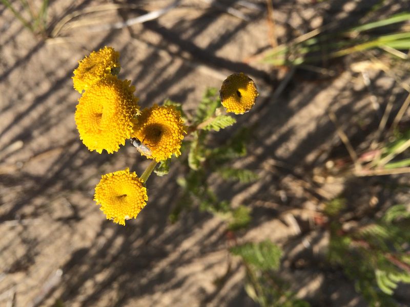 Lake Huron Tansy (Tanacetum huronense)
