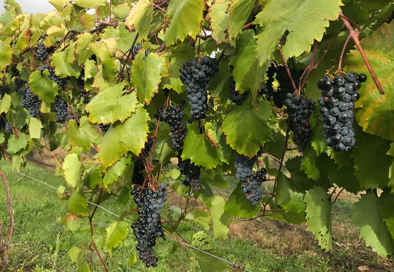 Unique Hybrid Grapes Creating Signature Styles