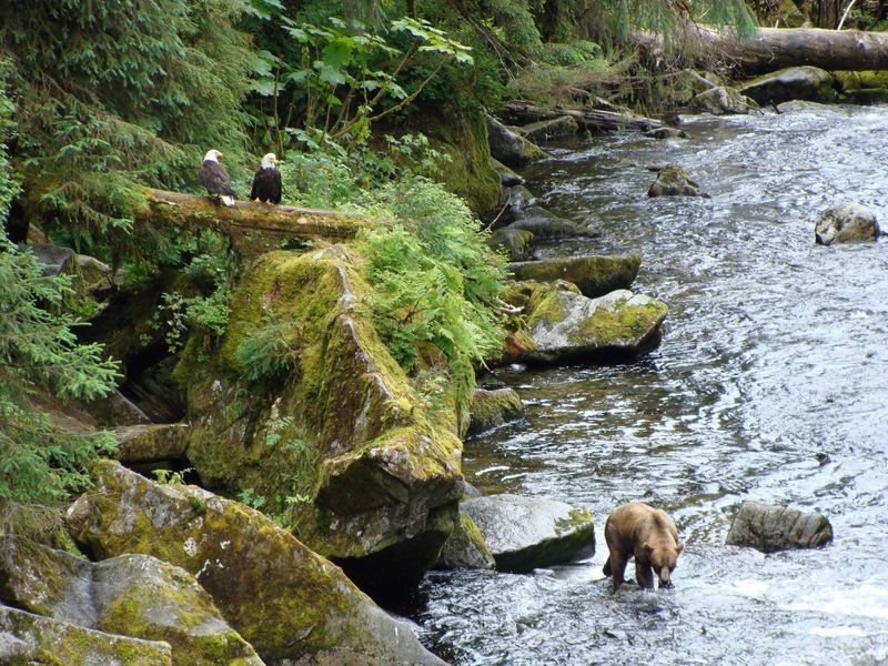 Anan Wildlife Observatory
