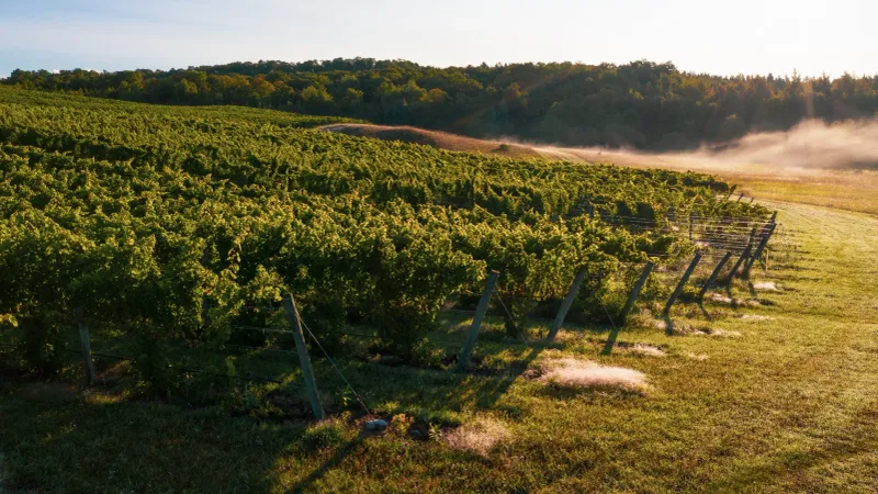 Sustainable and Organic Vineyard Practices Taking Root