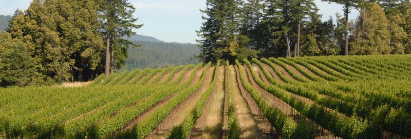 Toulouse Vineyards: A Barn with Views and Widely Loved Pinots