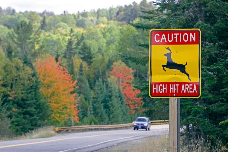 Unpredictable Wildlife Encounters