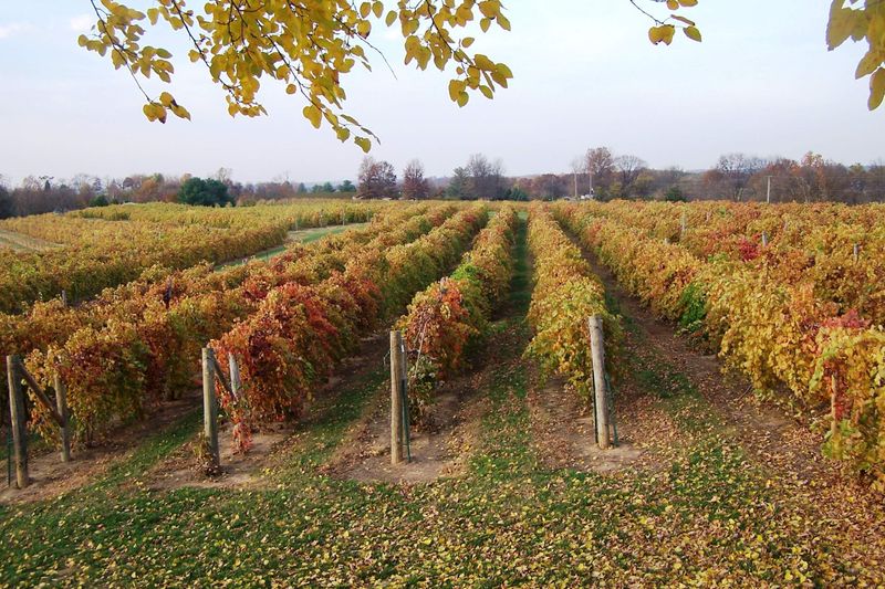 Southern Illinois Wine Country Near Carbondale