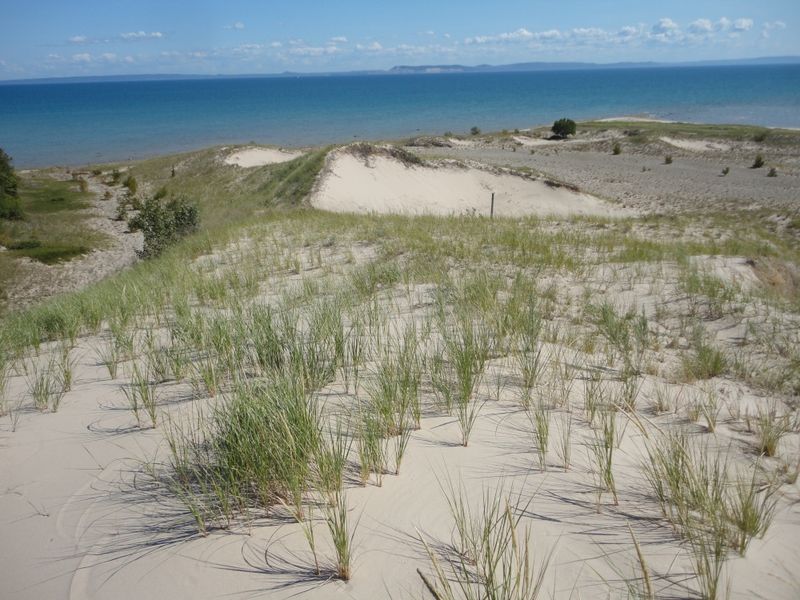 Dune Willow (Salix syrticola)