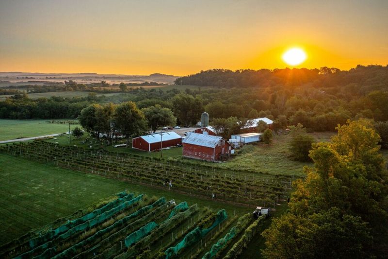 Galena Territory Drives Near Vineyards