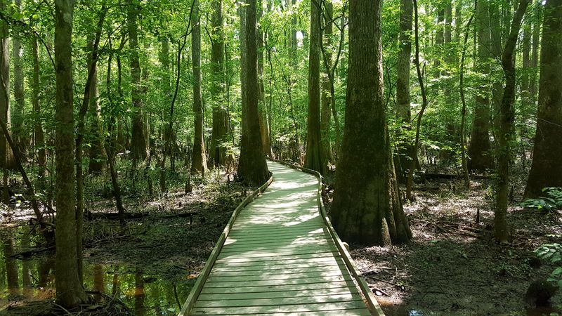 Congaree National Park, South Carolina