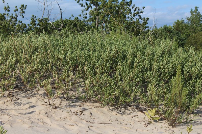 Great Lakes Sand Cherry (Prunus pumila var. pumila)