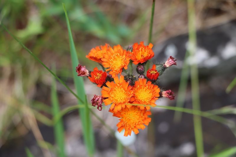 Great Lakes Indian Paintbrush (Castilleja coccinea, dune variety)