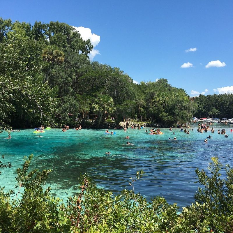 Silver Glen Springs: Where Salt and Fresh Waters Dance
