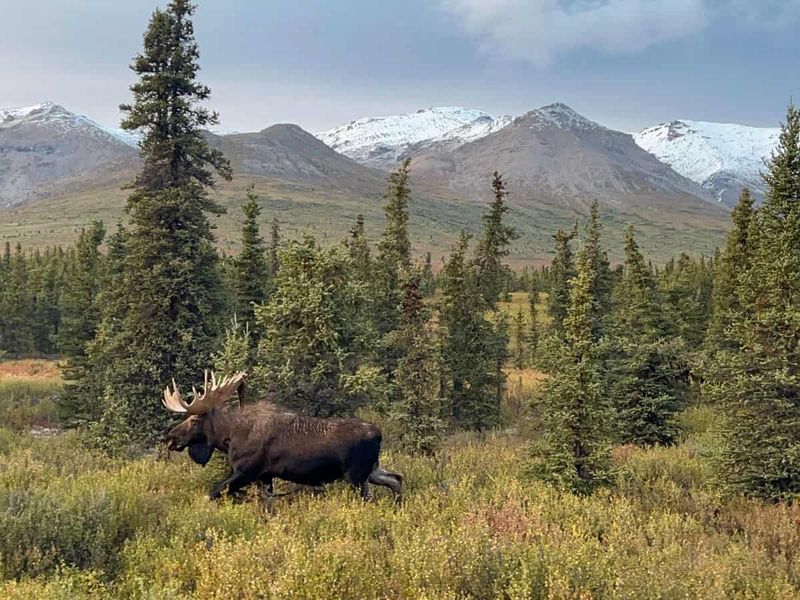 Denali National Park's Savage River