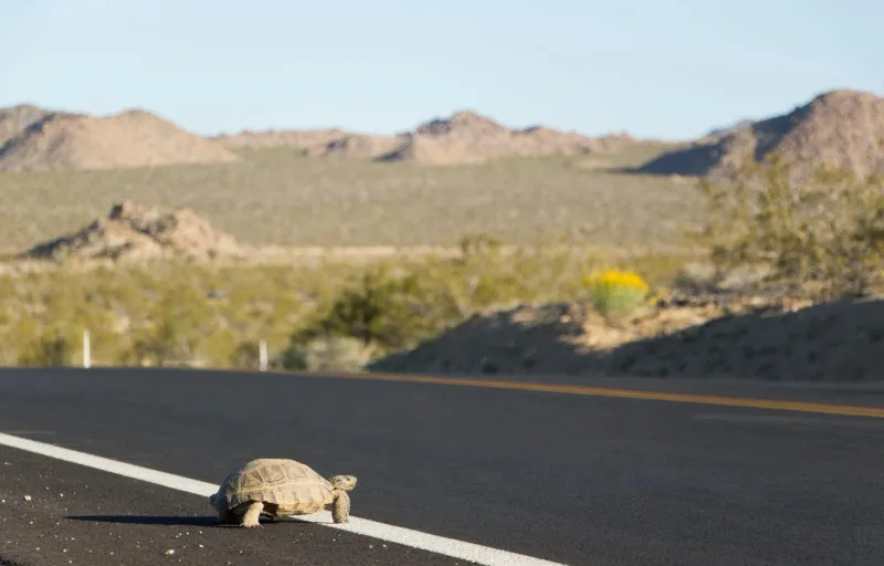 Watch for Wildlife on Open Roads