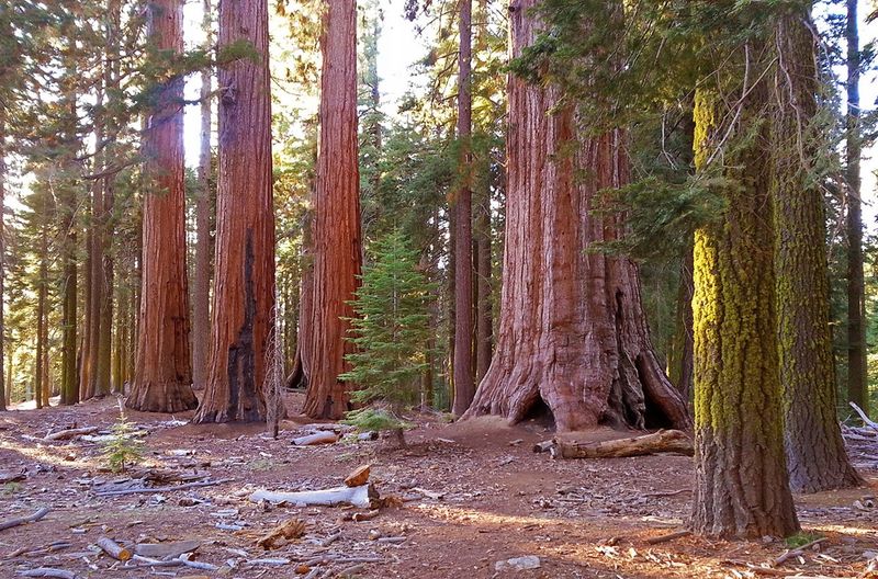 Giant Forest's Ancient Sequoias