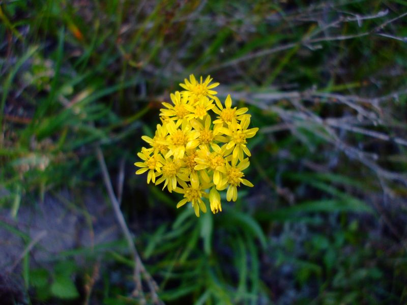 Houghton’s Goldenrod (Solidago houghtonii)