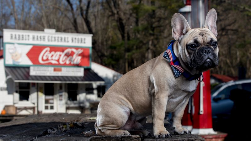 Rabbit Hash: The Town With a Dog Mayor