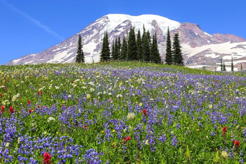 Mount Rainier's Majestic Presence