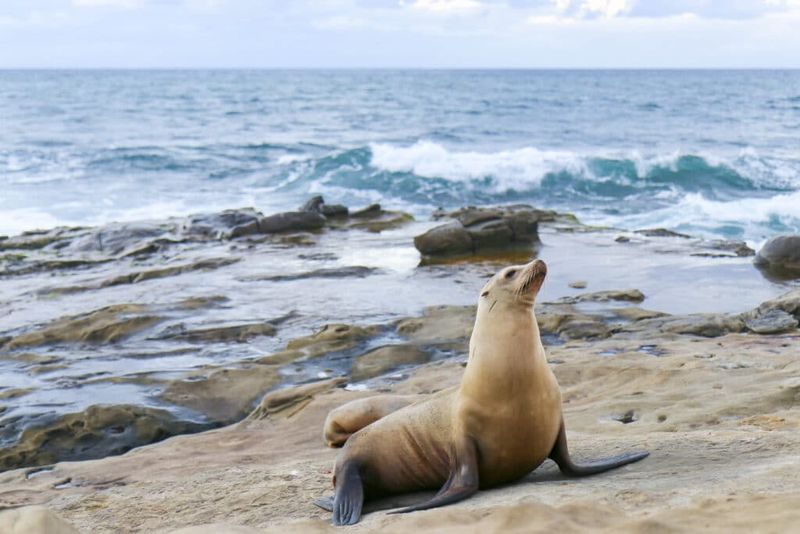 La Jolla Cove: Seal Watching and Seaside Picnics