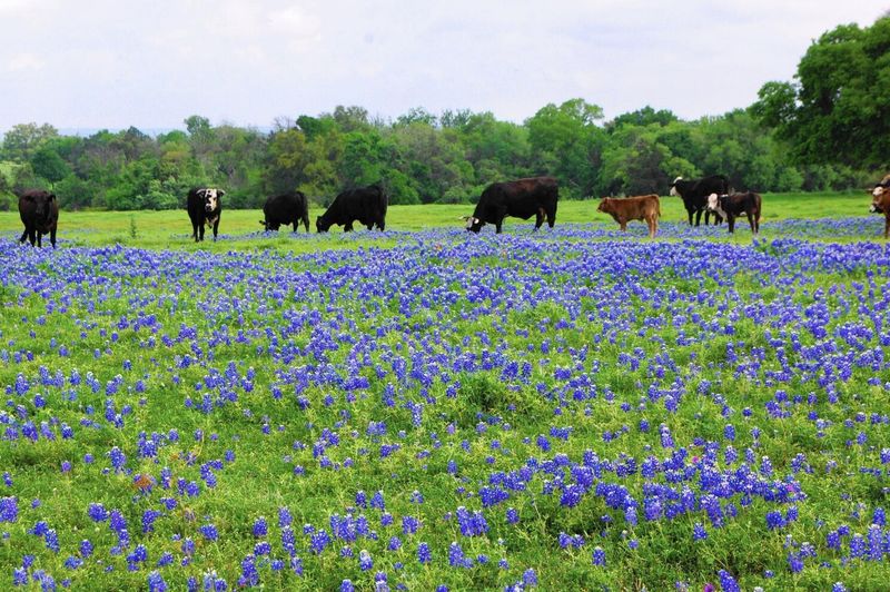 Brenham's Bluebonnet and Ice Cream Paradise